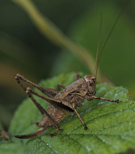 Pholidoptera griseoaptera